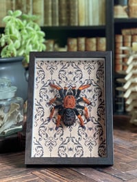 Image 1 of Faux Entomology Mounts - Fire Leg Tarantula