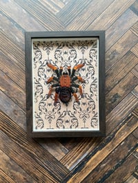 Image 2 of Faux Entomology Mounts - Fire Leg Tarantula