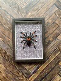 Image 2 of Faux Entomology Mounts - Red Leg Tarantula