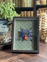 Image 1 of Faux Entomology Mounts - Green Bottle Blue Tarantula