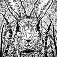 Image 2 of Rabbit shirt