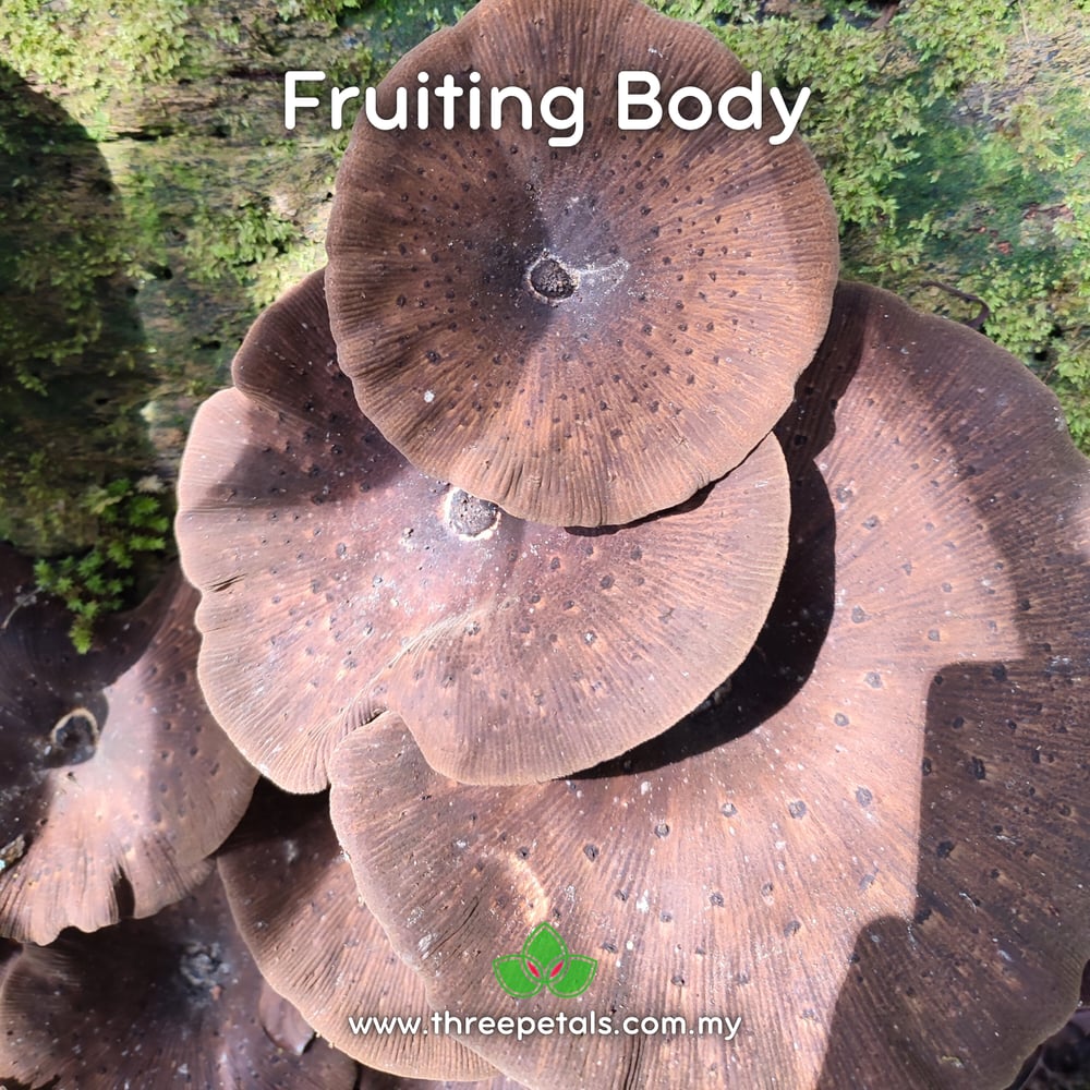 Bay Sawgill (Lentinus Badius) Live Mycelium Mushroom Culture Spawn Seed