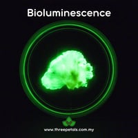 Image 4 of Ghost's Ear (Neonothopanus Nambi) Live Mycelium Mushroom Culture Spawn Seed