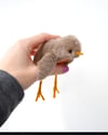 baby robin