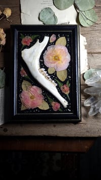 Image 5 of Jawbone and Rose Wall Frame