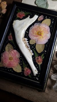 Image 2 of Jawbone and Rose Wall Frame