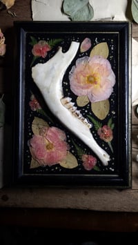 Image 3 of Jawbone and Rose Wall Frame