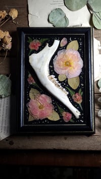 Image 1 of Jawbone and Rose Wall Frame
