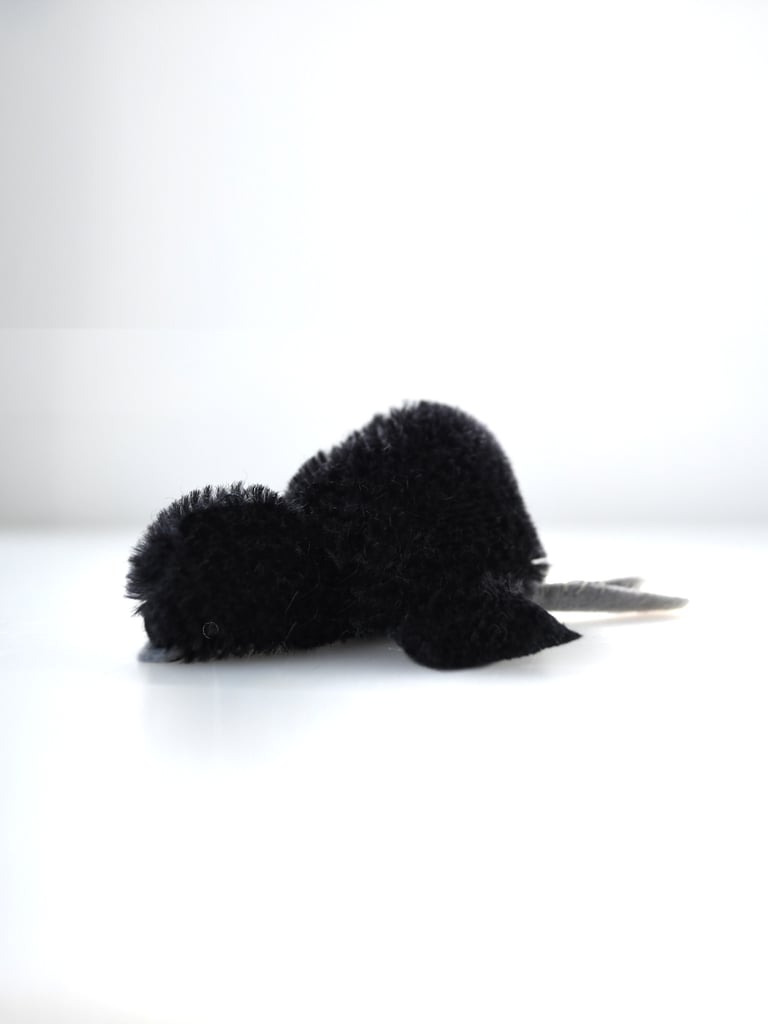 baby crow Image 5