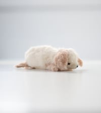 Image 2 of fluffy puppy