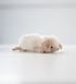 fluffy puppy Image 2