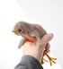 baby robin Image 3