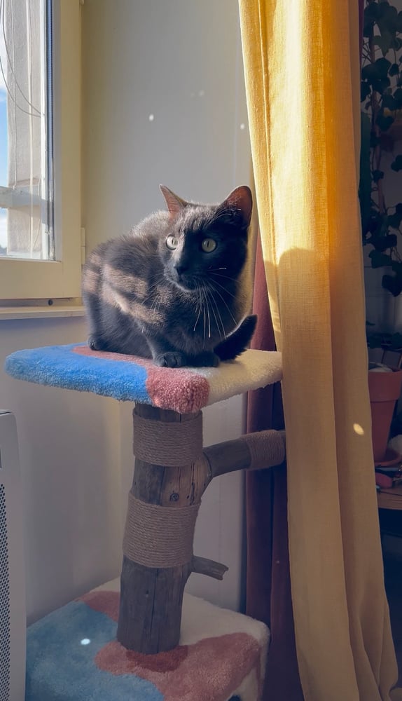 Image of Pechko’s cat