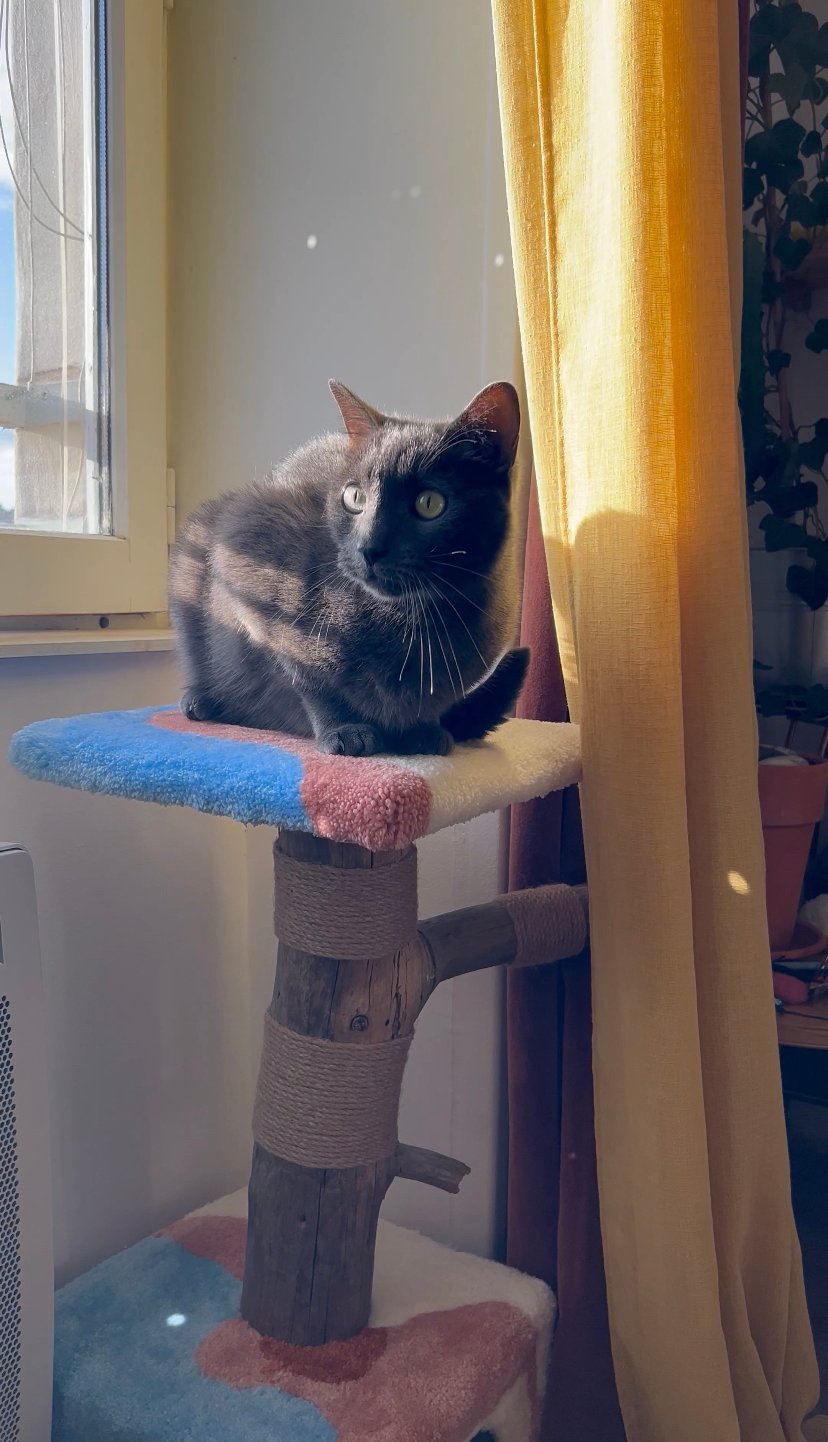 Image of Pechko’s cat