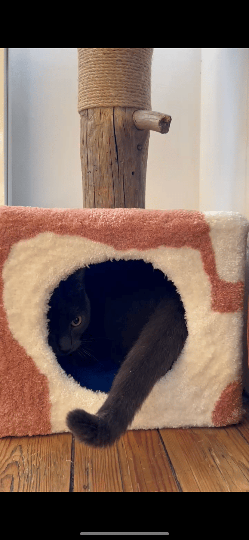 Image of Pechko’s cat