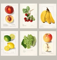 Image 1 of Set of 6 Vintage EIS Fruit prints 
