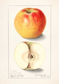 Image 2 of Set of 6 Vintage EIS Fruit prints 