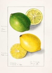 Image 3 of Set of 6 Vintage EIS Fruit prints 