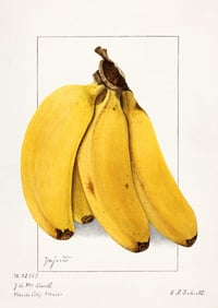 Image 4 of Set of 6 Vintage EIS Fruit prints 
