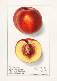 Image 5 of Set of 6 Vintage EIS Fruit prints 