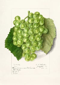 Image 6 of Set of 6 Vintage EIS Fruit prints 