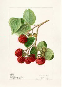 Image 7 of Set of 6 Vintage EIS Fruit prints 