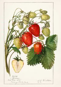 Vintage AAN Strawberries print