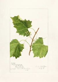 Vintage AAN Grape Vitis print