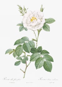 Vintage PJR Rosa Alba Flore print
