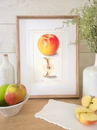 Image 2 of Vintage EIS Apples print
