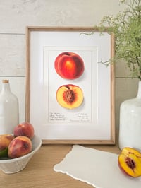 Image 2 of Vintage EIS Peaches print 