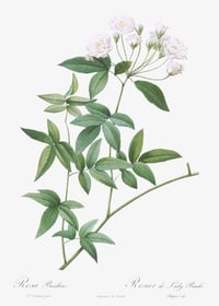 Vintage PJR Rosa Banksiae print