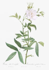 Image 4 of Set of four Vintage PJR Rosa prints