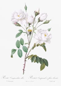 Image 3 of Set of four Vintage PJR Rosa prints