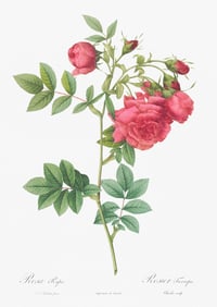 Vintage PJR Rosa Rapa print