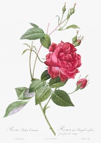 Vintage PJR Rosa Indica print