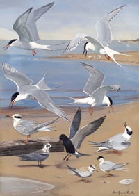 Vintage LAF Terns print