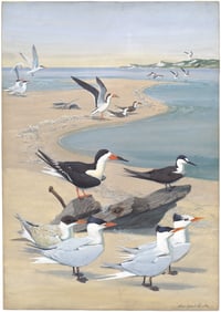 Vintage LAF Terns (2) print