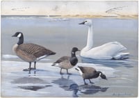Vintage LAF Whistling Swan, Canada Goose & Brants print