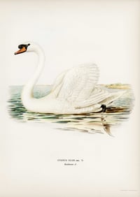 Vintage VWB Cygnus Olor print