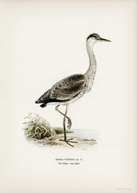 Vintage VWB Gray Heron print