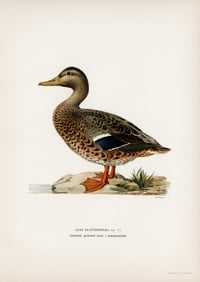 Vintage VWB Anas platyrhynchos print