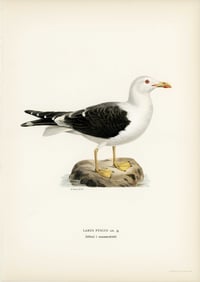 Vintage VWB Larus Fuscus print