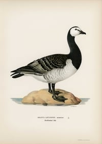 Vintage VWB Branta Leucopsis print