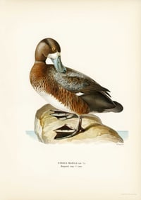 Vintage VWB Nyroca Marlia print