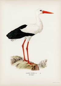 Vintage VWB Ciconia print