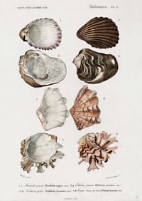 Image 2 of Vintage Mollusks print