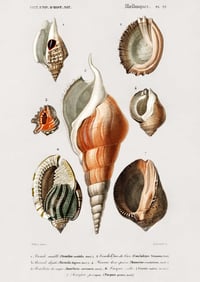 Image 3 of Set of two Vintage Mollusks prints
