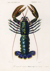 Vintage Crimson Crawfish print