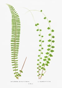 Vintage EJL Ferns (1) print